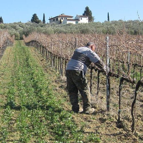 Potatura Vigneti e servizi agricoli - Toscana